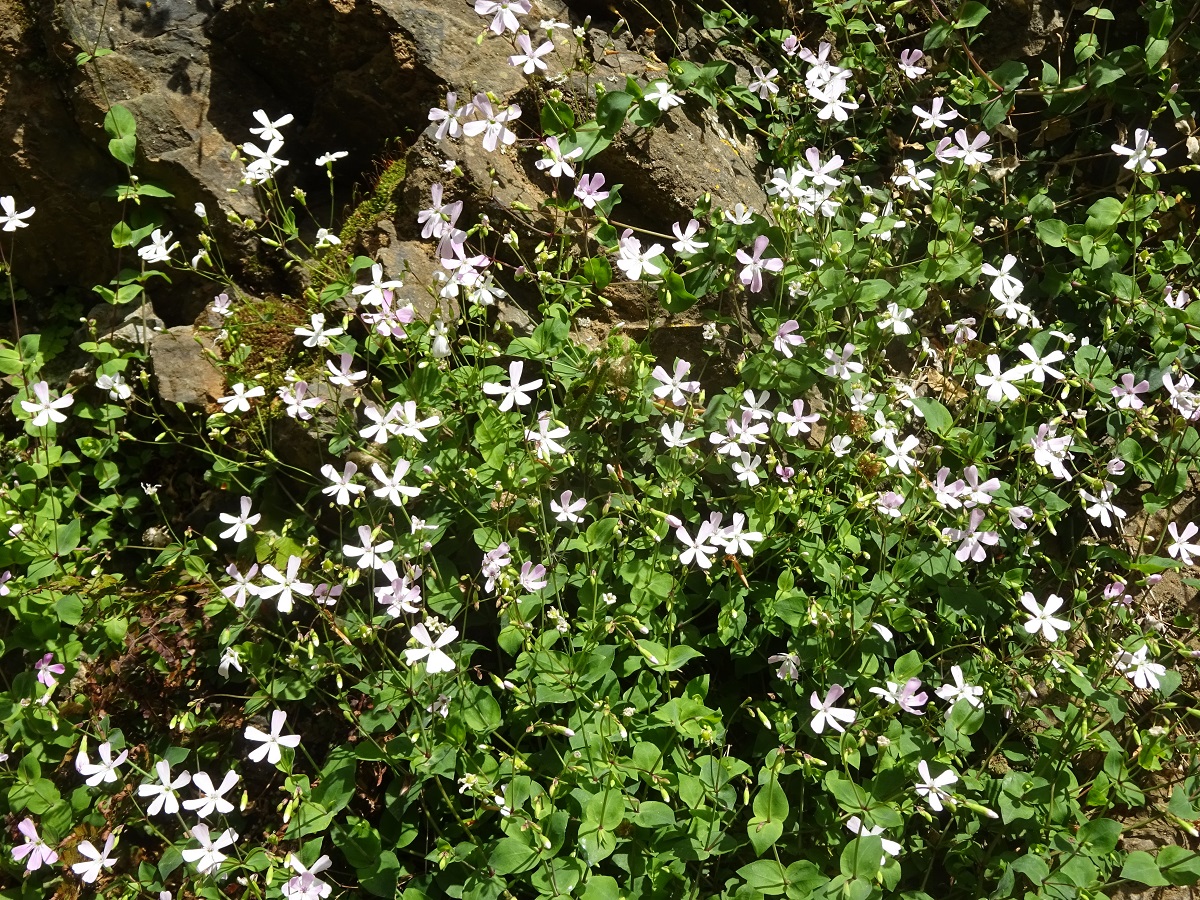 Petrocoptis pyrenaica subsp. pyrenaica (Caryophyllaceae)